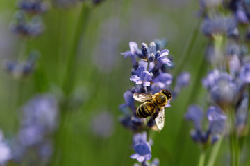 honey bee sitting on flower