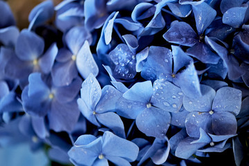 blue hydrangea texture. Wallpapers for your desktop. With water droplets, dew