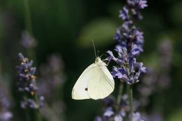 butterfly on flower of lavender