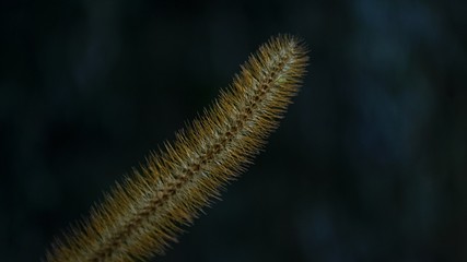 Tapir River (SC, Brazil)
