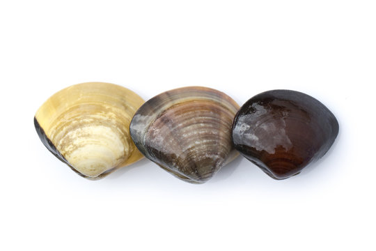 Image of Fresh enamel venus shell (Meretrix lyrata) isolated on white background,. Meretrix shell is a genus of edible saltwater clams,. Food.