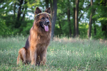 A beautiful big dog, a German shepherd. Decoration wreath of chamomiles