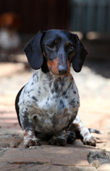 Dachshund Dog Summer Garden