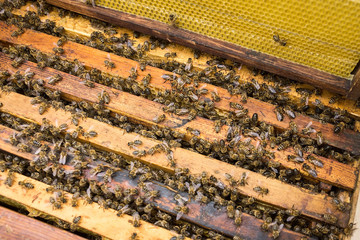 working bees on honeycells