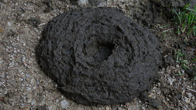 Kuhmist auf dem Wanderweg.