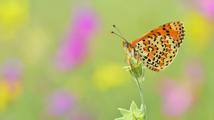 Melitaea trivia  108