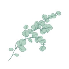 Eucalyptus gunnii or cider gum sprig with green leaves isolated on white background. Botanical detailed drawing of plant used in floristry. Realistic hand drawn vector illustration in antique style.