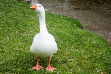 front view of white goose standing on green grass