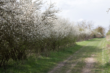 Allée de Pommiers à Giverny