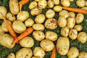 young early potatoes and carrots in the grass