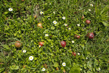 daisies flowers and apples in the grass