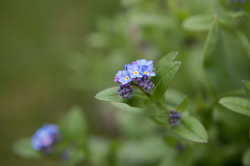 Myosotis