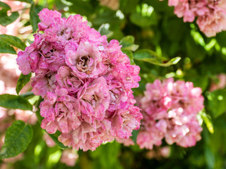 Pink Rose Flower in Garden
