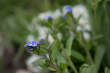 Myosotis