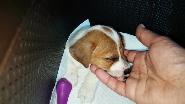 Jack Russell Terrier Two Months Old Puppy Being Petted 
