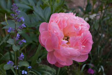 Pivoine rose
