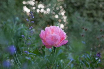 Obraz premium Pivoine rose