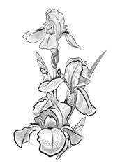 three delicate iris, contoured irises in black and white tones