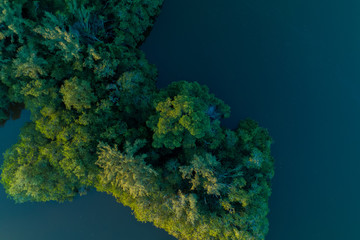 Árvores dentro da lagoa da Barra da Tijuca - Rio de Janeiro