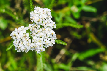 flowering Achillea closeup