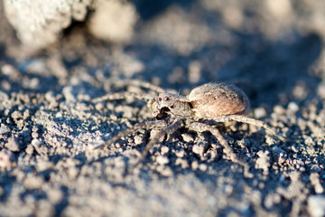 Wolf spider Hogna radiata