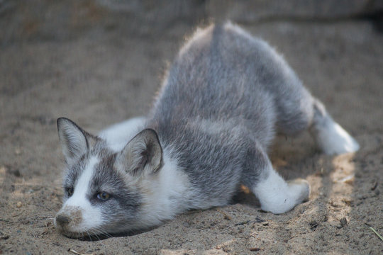 Cute gray fox cub