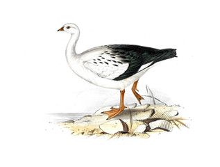 Naklejka premium Illustration of bird