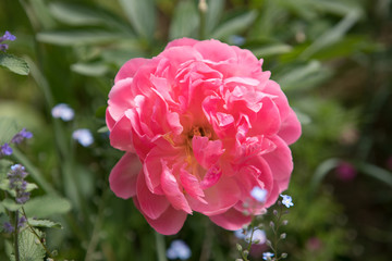 Pivoine rose