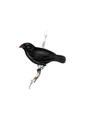 Illustration of bird