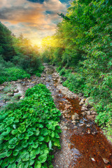 Obraz premium River in the forest. Beautiful natural landscape in the summer time