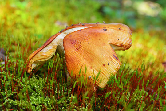 russula foetens mushroom