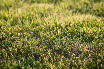 texture of dry lawn grass