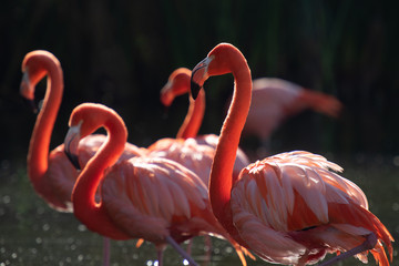 American Flamingo. Phoenicopterus ruber