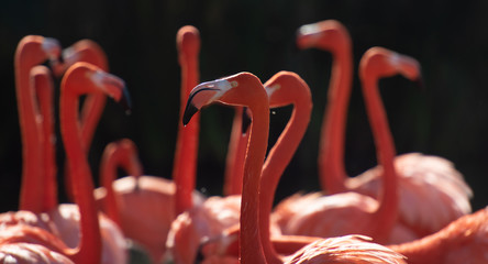 American Flamingo. Phoenicopterus ruber
