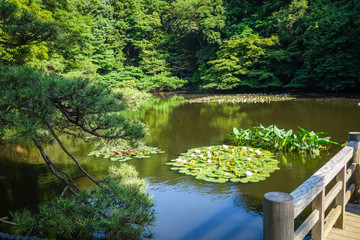 Naklejka premium Yoyogi park pond, Tokyo, Japan