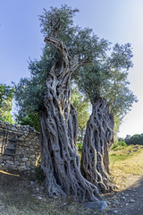 Teos ancient city,seferihisar,sigacik,Izmir,Turkey