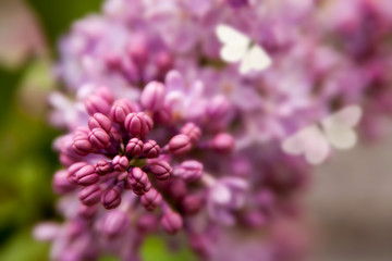 Floral summer background, soft focus. Blooming lilac. Blurred background.