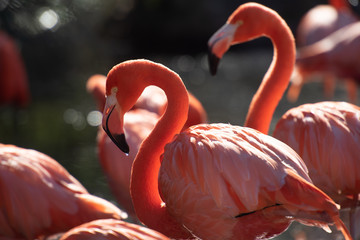 American Flamingo. Phoenicopterus ruber