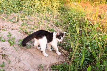 Young black white spotted cat hunting in vegetable garden. Healthy active curious domestic pet playing outdoor. Summer sunset. 