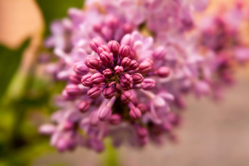Floral summer background, soft focus. Blooming lilac. Blurred background.