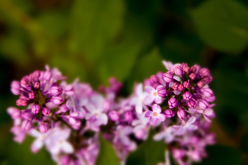 Floral summer background, soft focus. Blooming lilac. Blurred background.