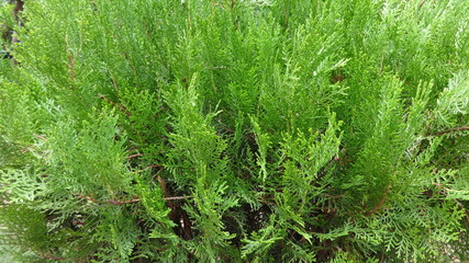 Thuja compacta plant  Morpankhi