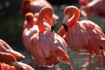 American Flamingo. Phoenicopterus ruber