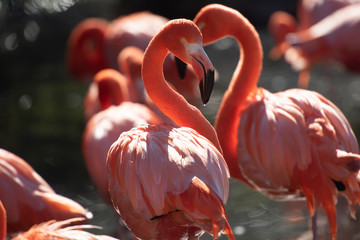 American Flamingo. Phoenicopterus ruber