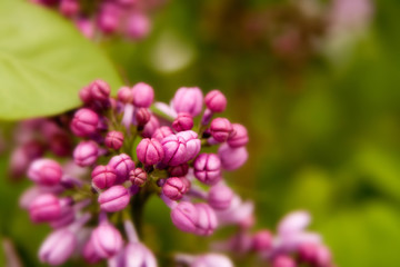 Floral summer background, soft focus. Blooming lilac. Blurred background.