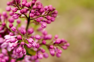 Floral summer background, soft focus. Blooming lilac. Blurred background.