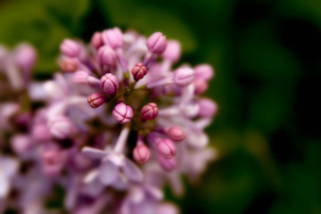 Floral summer background, soft focus. Blooming lilac. Blurred background.