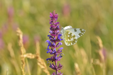 Superb butterfly sitting on a purple flower