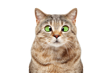 Naklejka premium Portret śmieszne zezowaty kot szkocki prosto na białym tle