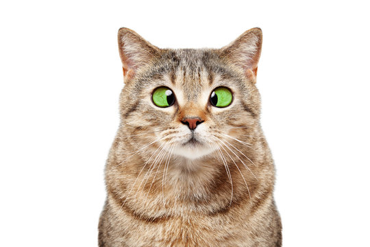 Portrait of a funny cross-eyed cat Scottish Straight isolated on white background
